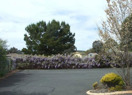 Lilac City Motor Inn & Streakhouse - Tourism Noosa 1