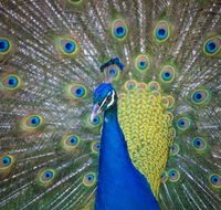 Willunga Peacock Farm Bed and Breakfast - Tourism Noosa