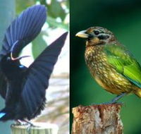 Chambers Wildlife Rainforest Lodges - Tourism Noosa