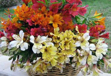 Huon Valley Bed And Breakfast - Tourism Noosa 3