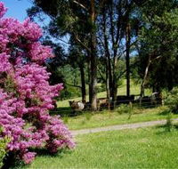 Figlea Cottages - Tourism Noosa