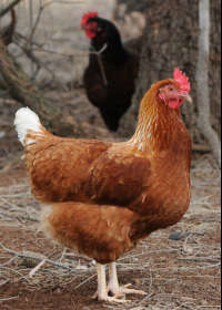 Hunter VIC Tourism Noosa