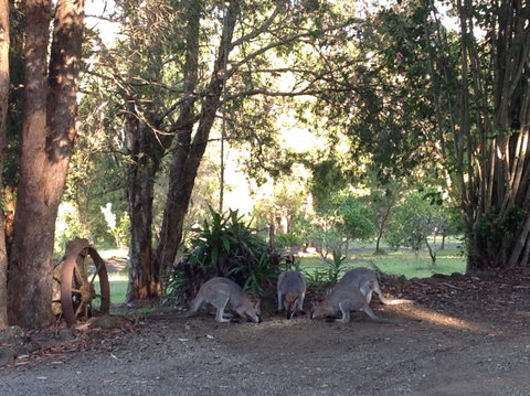 Maleny Country Cottages - Tourism Noosa 5