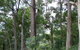 Bamboo Retreat - thumb 1