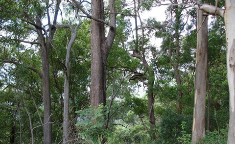 Bamboo Retreat - Tourism Noosa 1