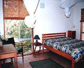 Wonga - Tourism Noosa 1