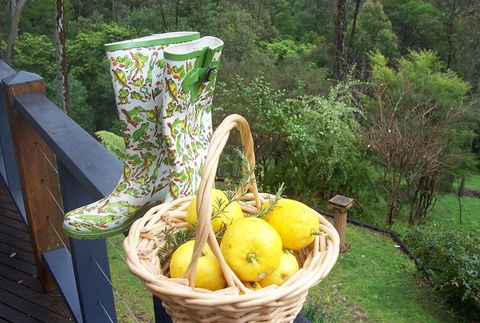 Bellbird Cottage Bed And Breakfast - Tourism Noosa 4
