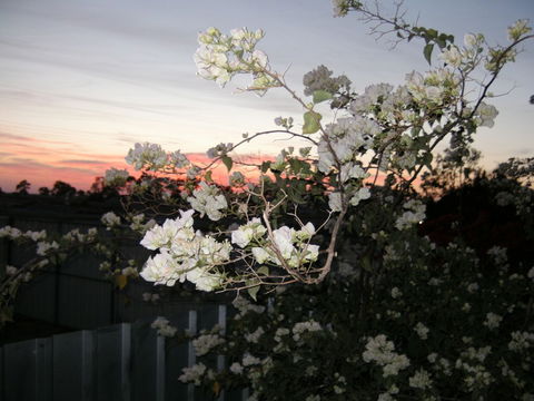 Sonjas Bed And Breakfast - Tourism Noosa 2