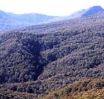 Callicoma Hill Eco-Cabins - Tourism Noosa