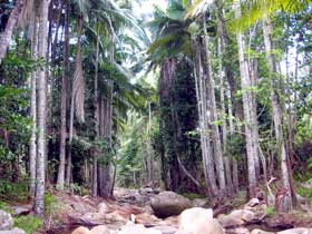 Finch Hatton Gorge Cabins - Tourism Noosa 2