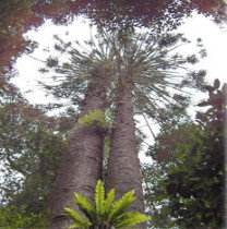 Acland ACT Tourism Noosa