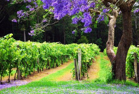 Bago Vineyards - Tourism Noosa 0