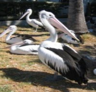 Christmas Cove Caravan Park - Tourism Noosa