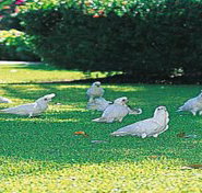 Aurora Kakadu - Tourism Noosa