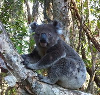O'Carrollyns At One Mile Beach - Tourism Noosa