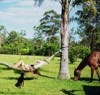 Neds Bed Horse O Tel - Tourism Noosa