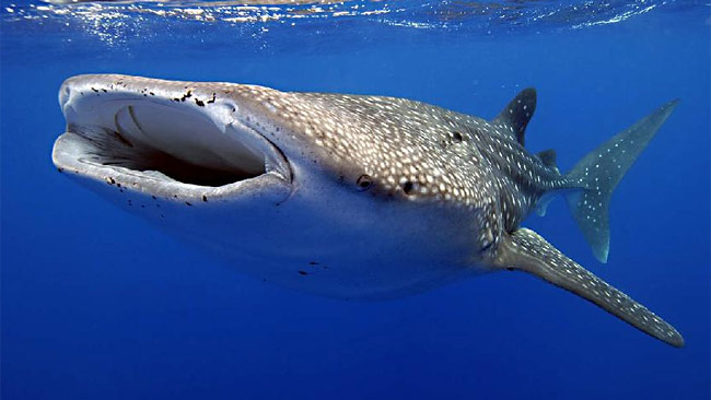 Exmouth Holiday Homes - Tourism Noosa