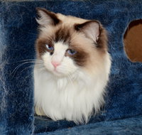 Crufts K9 Lodge amp Cat Hotel - Tourism Noosa