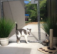 Caringbah Cat Hotel - Tourism Noosa