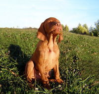 Wingham Pet Motel - Tourism Noosa