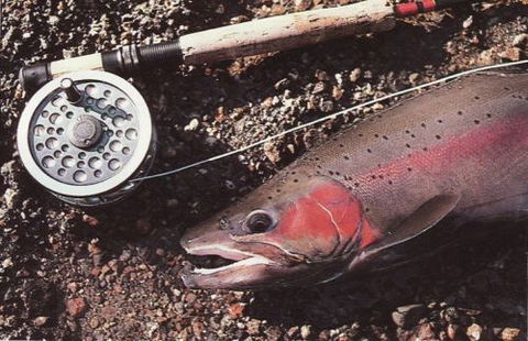 Boutique Motel Sefton House - Tourism Noosa 1