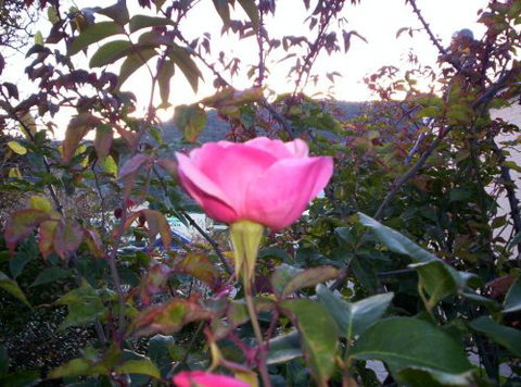 Colonial Motel Omeo - Tourism Noosa 6