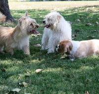 Durack Pet Motel - Tourism Noosa