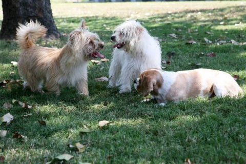 Durack Pet Motel - Tourism Noosa 0