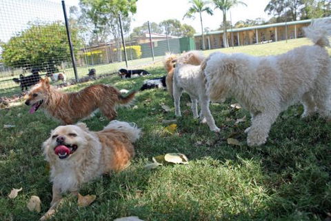 Durack Pet Motel - Tourism Noosa 1