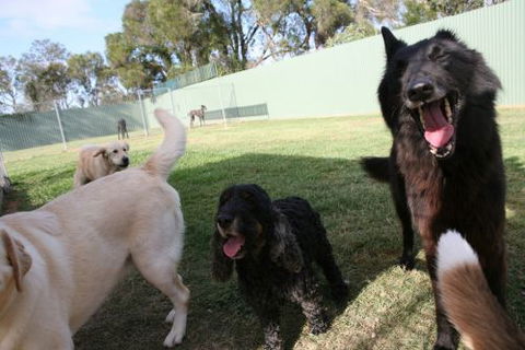 Durack Pet Motel - Tourism Noosa 2