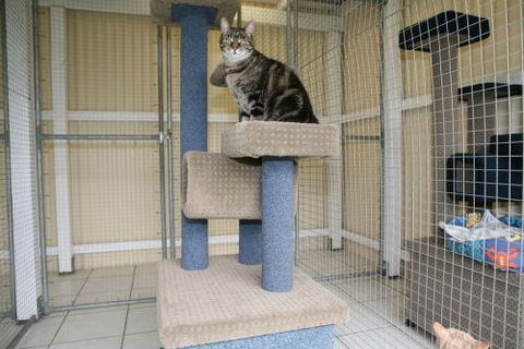 Durack Pet Motel - Tourism Noosa 3