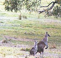 Kangaroo Ridge Retreat - Tourism Noosa
