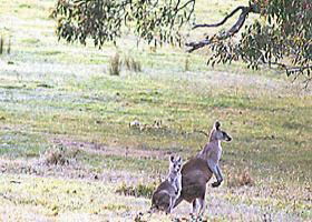 Kangaroo Ridge Retreat - Tourism Noosa 0