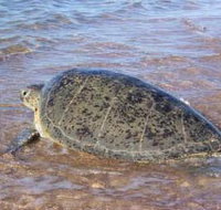 Mackerel Islands - Tourism Noosa