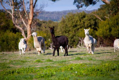 Coastal View Cabins - Tourism Noosa 5