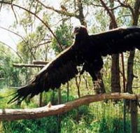 Curlew Hill Sanctuary - Tourism Noosa