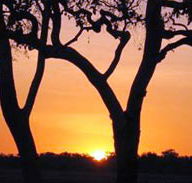 Coodardie Station Stay - Tourism Noosa