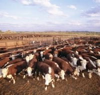 Bond Springs Outback Retreat - Tourism Noosa