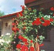 Rose Cottage Bed And Breakfast - Tourism Noosa
