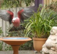 Wattle Court  Retreat - Tourism Noosa