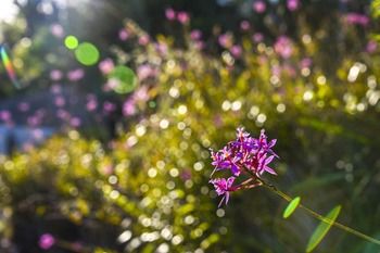 Ninderry Manor Luxury Retreat - Tourism Noosa 13