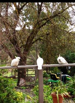 Australian Home Away @ Wonga Park Brushy Creek - Tourism Noosa 0