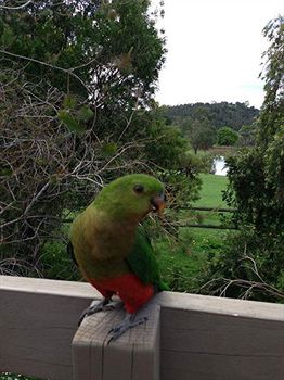 Australian Home Away @ Wonga Park Brushy Creek - Tourism Noosa 2