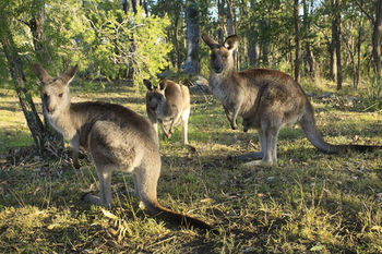 Eagleview Resort - Tourism Noosa 42