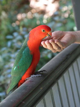 Merrow Cottages - Tourism Noosa 49