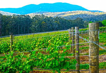 Valley Farm Vineyard Cottages - Tourism Noosa 10
