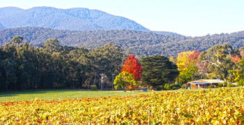 Valley Farm Vineyard Cottages - Tourism Noosa 11