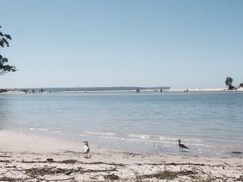 Huskisson Beach Bed And Breakfast - Tourism Noosa 3