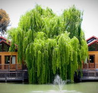 Perricoota Vines Retreat Echuca Moama - Tourism Noosa
