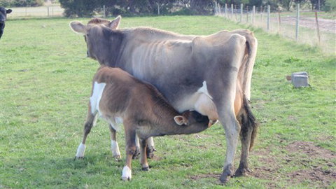 Animal Land - Tourism Noosa 0